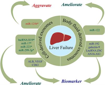 Nucleic acids and proteins carried by exosomes from various sources: Potential role in liver diseases